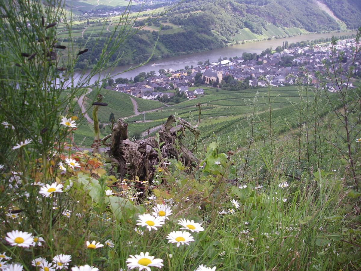 Weingut Bernd Hermes 克罗夫 外观 照片